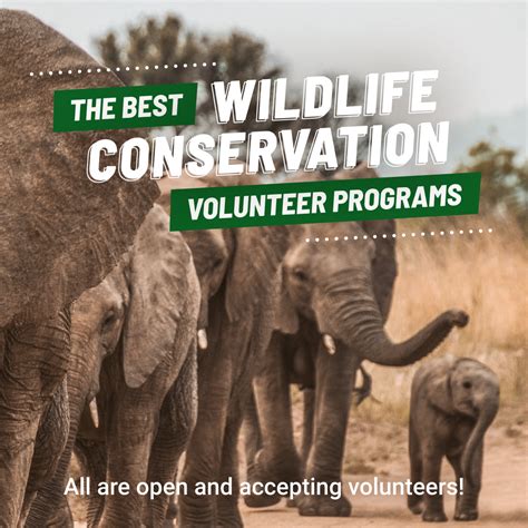 wildlife volunteer opportunities abroad